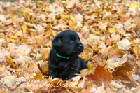 Victor-hold, a male Labrador Retriever for sale in Camden, OH – Photo 2 of 4