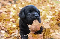 Victor-hold, a male Labrador Retriever for sale in Camden, OH – Photo 1 of 4