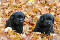 Victor-hold, a male Labrador Retriever for sale in Camden, OH – Photo 3 of 4