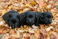 Victor-hold, a male Labrador Retriever for sale in Camden, OH – Photo 4 of 4