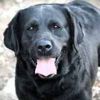 Josie, a female Labrador Retriever for sale in Camden, OH – Photo 1 of 2