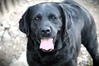 Josie, a female Labrador Retriever for sale in Camden, OH – Photo 1 of 2