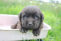 Angel, a female Labrador Retriever for sale in Camden, OH – Photo 6 of 8