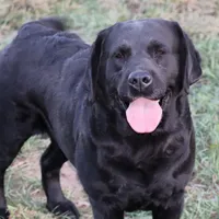 Josie, a female Labrador Retriever for sale in Camden, OH – Photo 2 of 2
