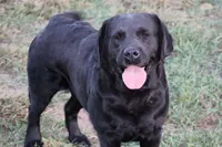 Josie, a female Labrador Retriever for sale in Camden, OH – Photo 2 of 2