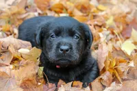 Peace-Hold, a female Labrador Retriever for sale in Camden, OH – Photo 2 of 4