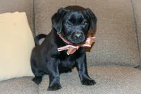 Peace-Hold, a female Labrador Retriever for sale in Camden, OH – Photo 4 of 4