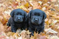 Peace-Hold, a female Labrador Retriever for sale in Camden, OH – Photo 3 of 4