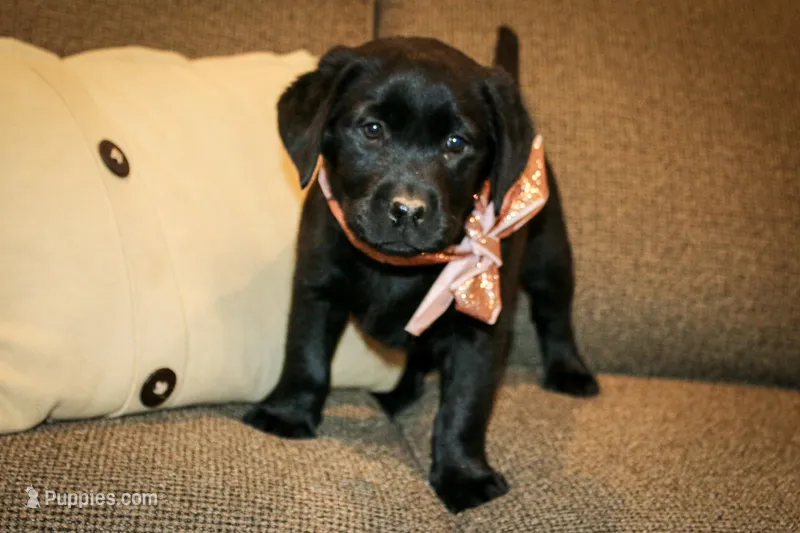 Peace-Hold, a female Labrador Retriever for sale in Camden, OH – Photo 1 of 4