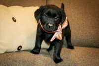 Peace-Hold, a female Labrador Retriever for sale in Camden, OH – Photo 1 of 4