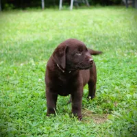 Angel, a female Labrador Retriever for sale in Camden, OH – Photo 4 of 8