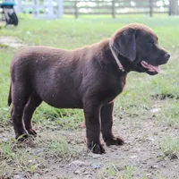 Angel, a female Labrador Retriever for sale in Camden, OH – Photo 2 of 8