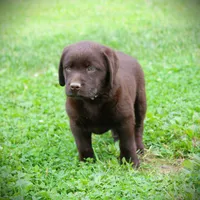 Angel, a female Labrador Retriever for sale in Camden, OH – Photo 5 of 8