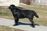 Angel, a female Labrador Retriever for sale in Camden, OH – Photo 8 of 8