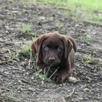 Angel, a female Labrador Retriever for sale in Camden, OH – Photo 3 of 8