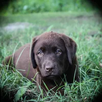 Angel, a female Labrador Retriever for sale in Camden, OH – Photo 1 of 8