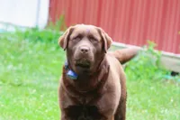 Angel, a female Labrador Retriever for sale in Camden, OH – Photo 7 of 8