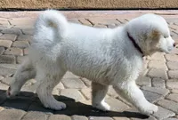 Red Collar Male, a male Japanese Akita for sale in Palmdale, CA – Photo 5 of 8