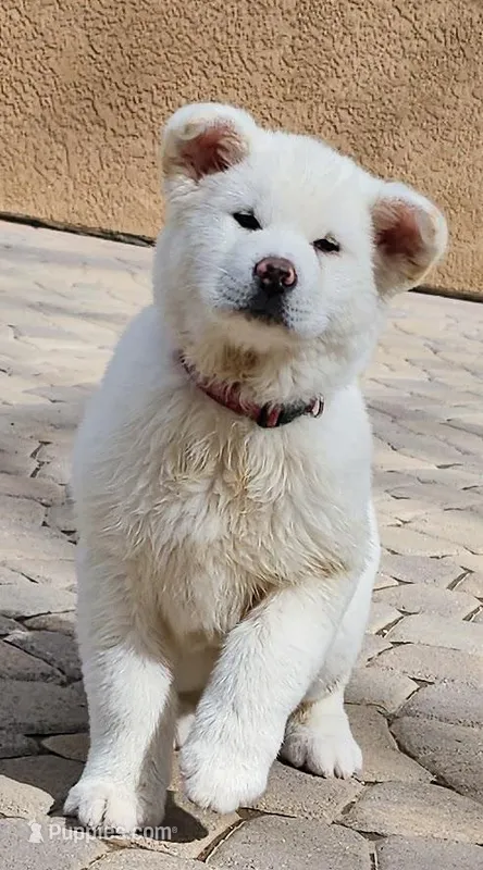 Red Collar Male, a male Japanese Akita for sale in Palmdale, CA – Photo 1 of 8