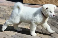 Red Collar Male, a male Japanese Akita for sale in Palmdale, CA – Photo 4 of 8