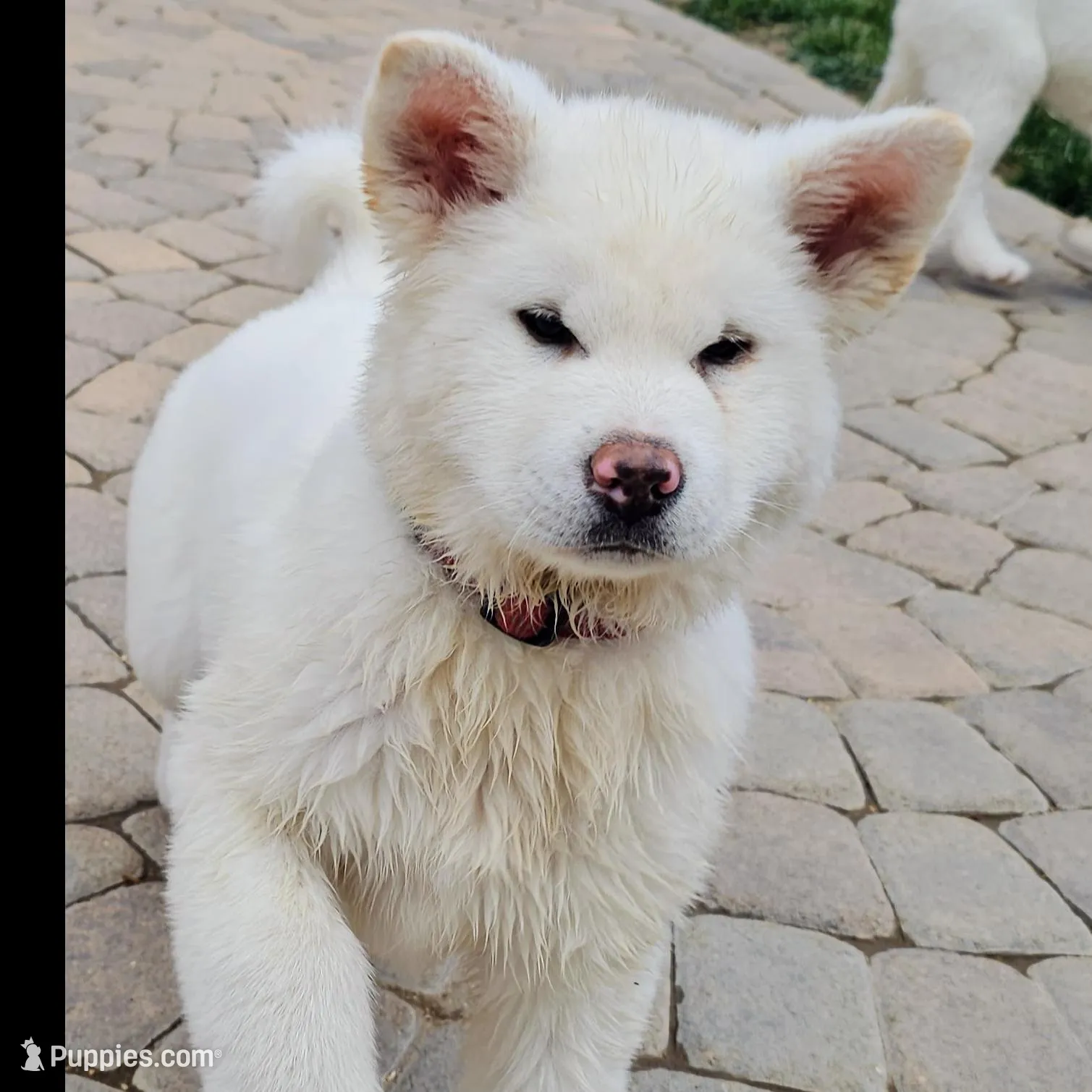 Red Collar Male, a male Japanese Akita for sale in Palmdale, CA – Photo 3 of 8