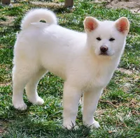 Blue Collar Male (Bluey), a male Japanese Akita for sale in Palmdale, CA – Photo 5 of 10