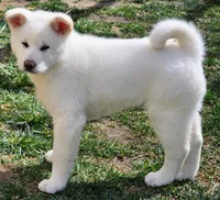 Blue Collar Male (Bluey), a male Japanese Akita for sale in Palmdale, CA – Photo 7 of 10