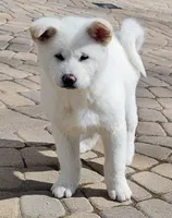 Blue Collar Male (Bluey), a male Japanese Akita for sale in Palmdale, CA – Photo 3 of 10