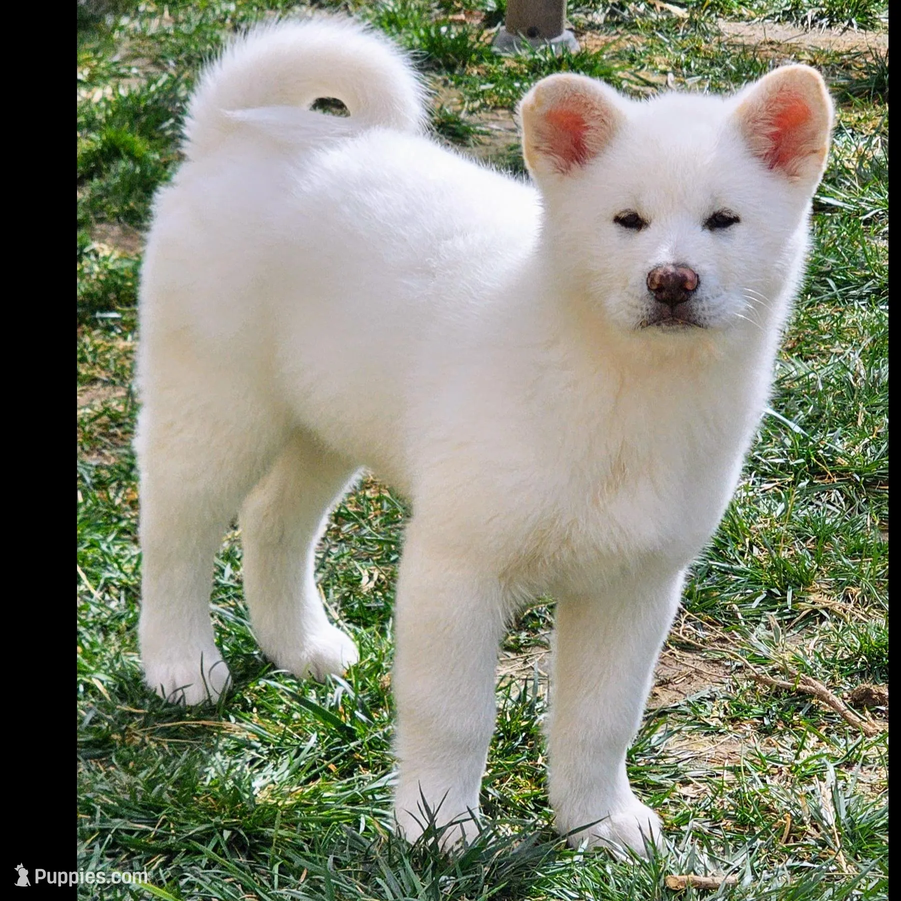 Blue Collar Male (Bluey), a male Japanese Akita for sale in Palmdale, CA – Photo 1 of 10
