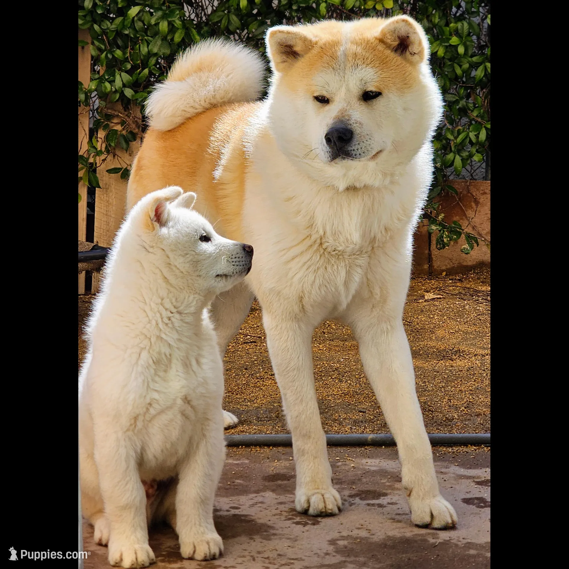 Blue Collar Male (Bluey), a male Japanese Akita for sale in Palmdale, CA – Photo 10 of 10