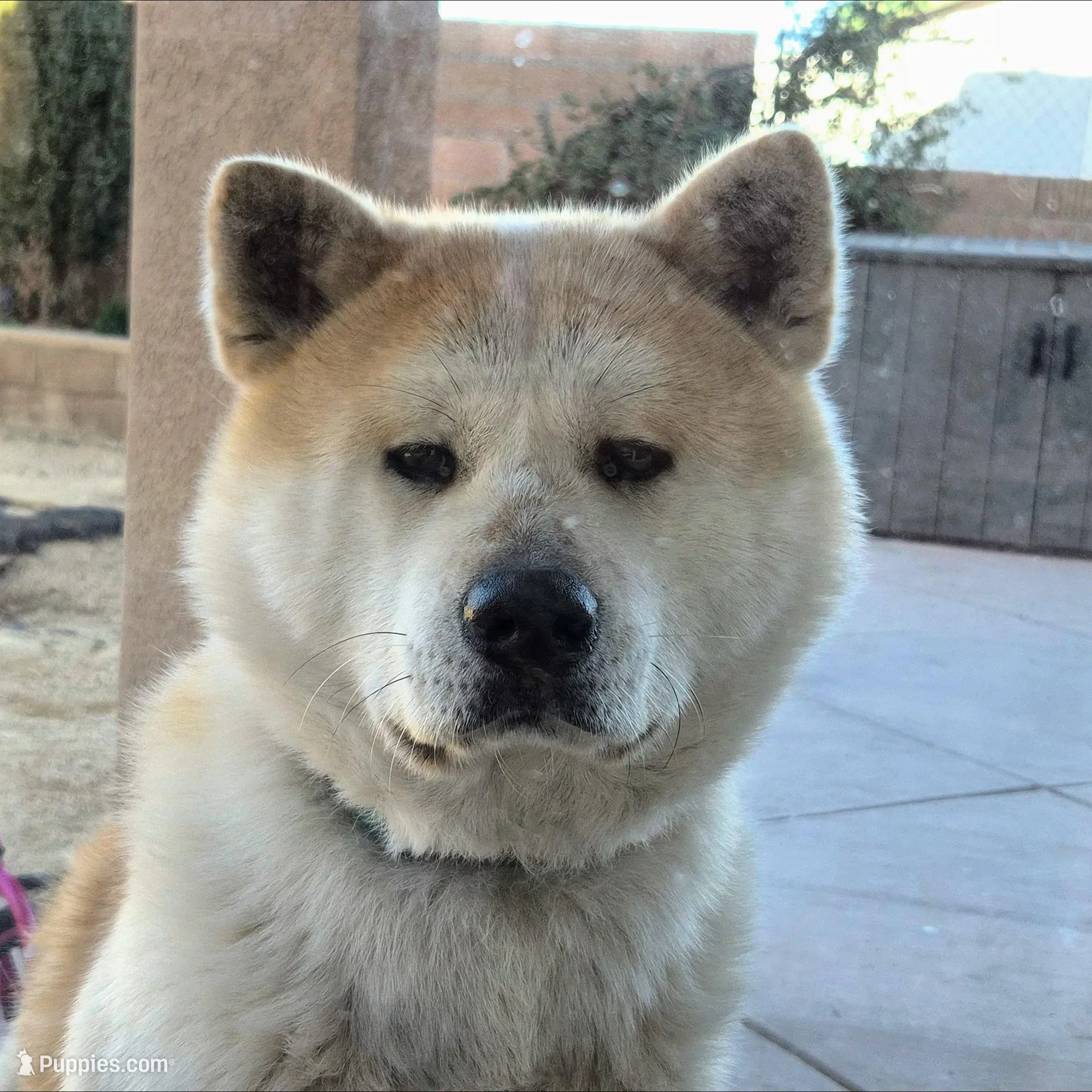 Blue Collar Male (Bluey), a male Japanese Akita for sale in Palmdale, CA – Photo 9 of 10