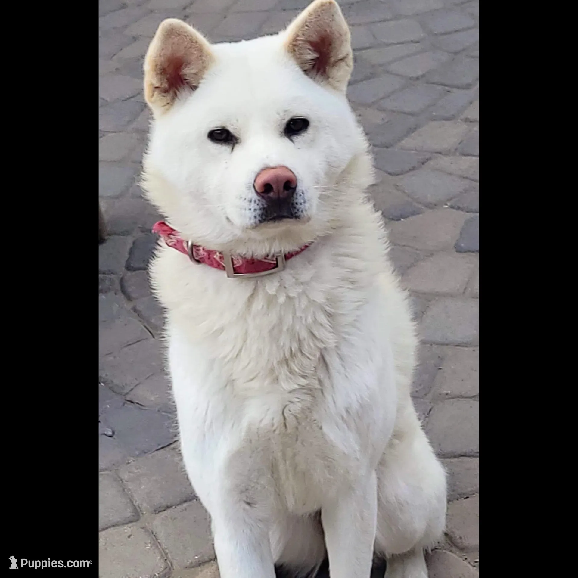 Blue Collar Male (Bluey), a male Japanese Akita for sale in Palmdale, CA – Photo 8 of 10