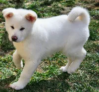 Blue Collar Male (Bluey), a male Japanese Akita for sale in Palmdale, CA – Photo 2 of 10