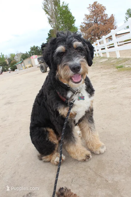 Minerva – Bernedoodle puppy for sale in Broomfield, CO