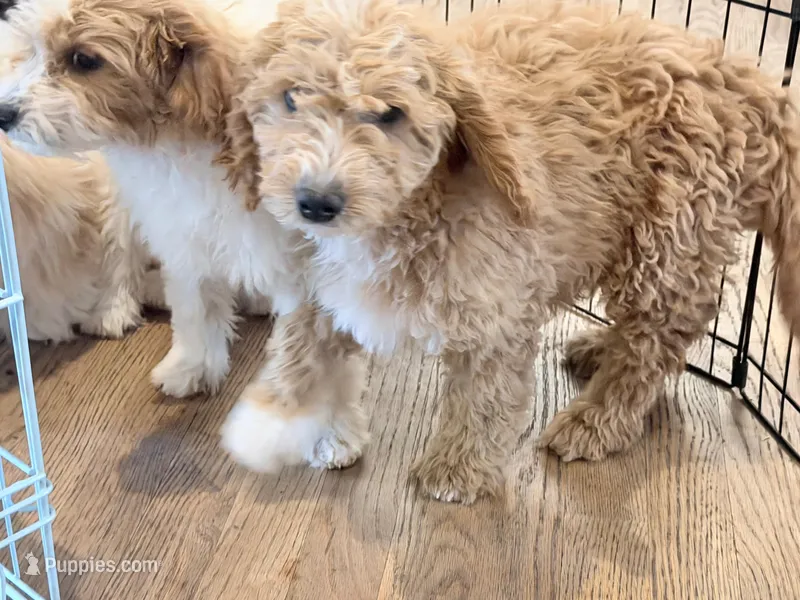 Lucas – Miniature Goldendoodle puppy for sale in Broomfield, CO