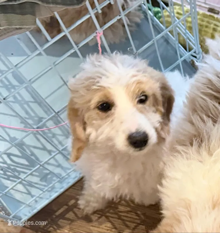 Joyce – Miniature Goldendoodle puppy for sale in Broomfield, CO