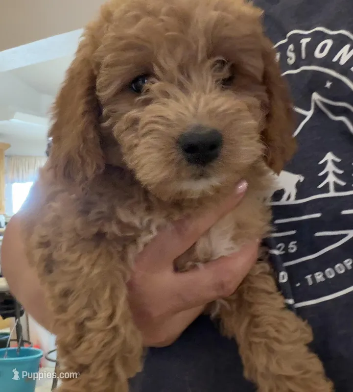 Will – Miniature Goldendoodle puppy for sale in Broomfield, CO