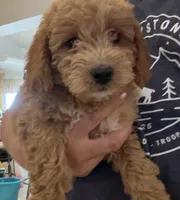 Will, a male Miniature Goldendoodle for sale in Broomfield, CO – Photo 1 of 7