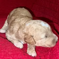 Will, a male Miniature Goldendoodle for sale in Broomfield, CO – Photo 4 of 7