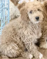 Will, a male Miniature Goldendoodle for sale in Broomfield, CO – 4 of 4