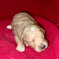 Will, a male Miniature Goldendoodle for sale in Broomfield, CO – Photo 5 of 7