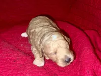 Will, a male Miniature Goldendoodle for sale in Broomfield, CO – Photo 3 of 3