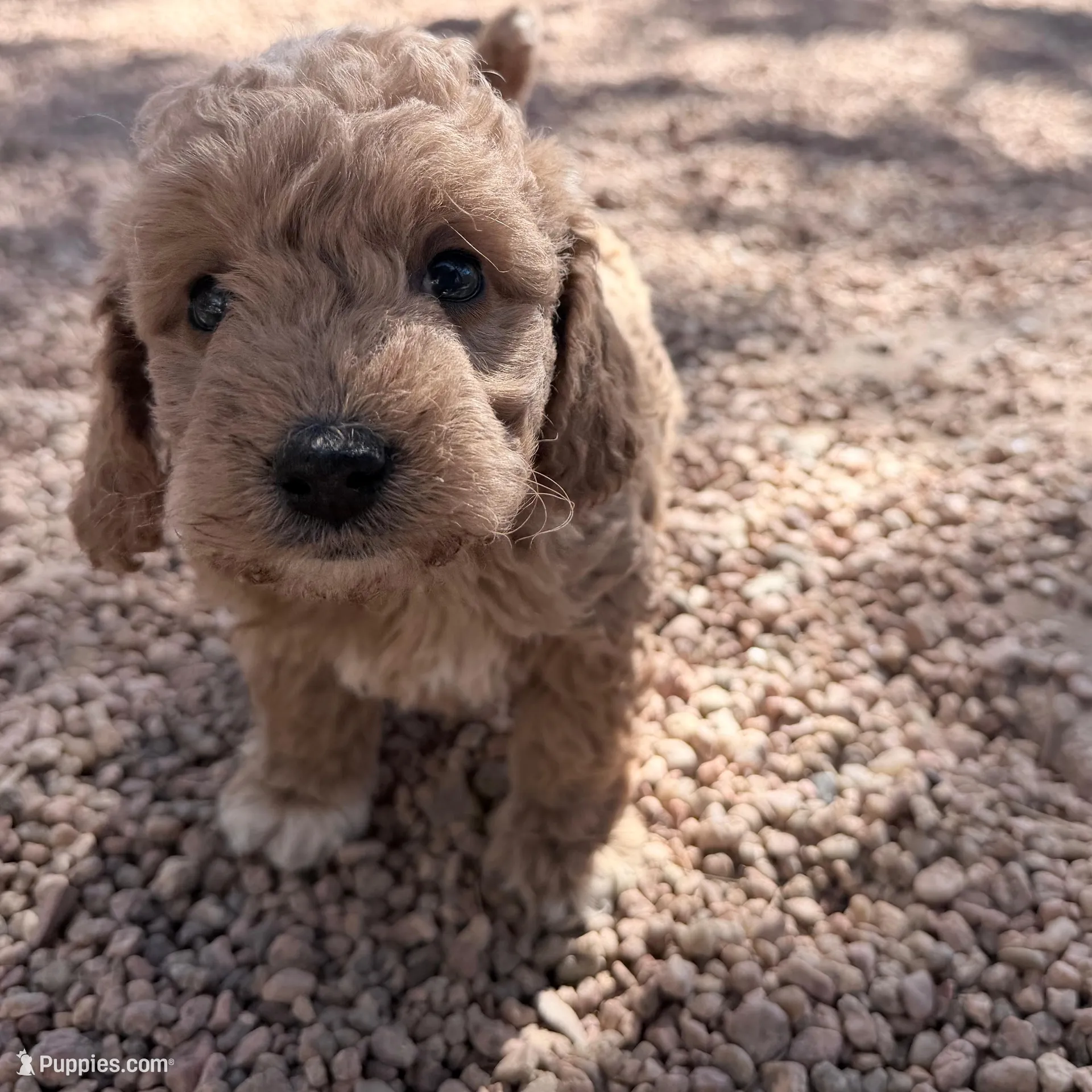 Will, a male Miniature Goldendoodle for sale in Broomfield, CO – Photo 7 of 7