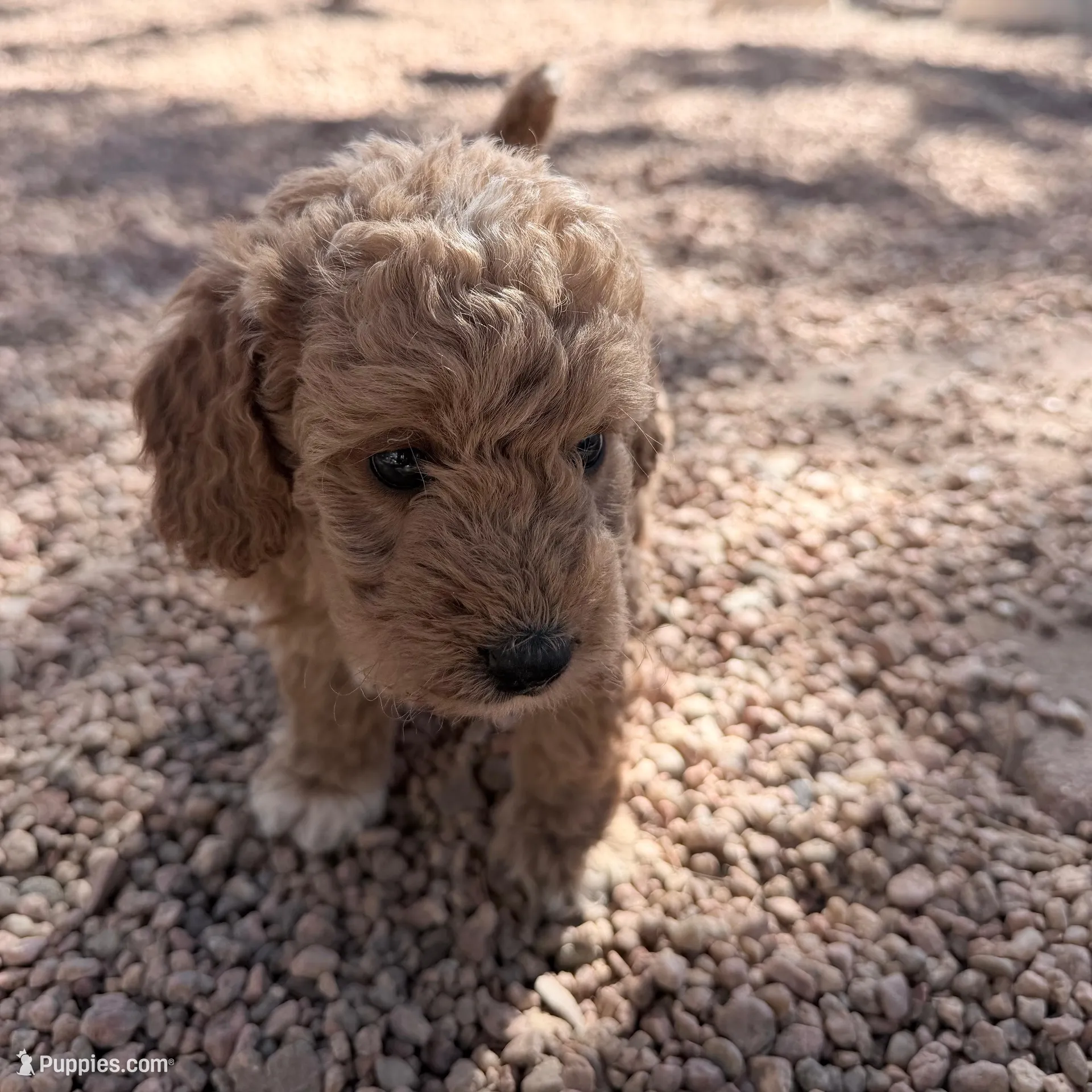 Will, a male Miniature Goldendoodle for sale in Broomfield, CO – Photo 6 of 7