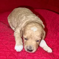 Nancy, a female Miniature Goldendoodle for sale in Broomfield, CO – Photo 2 of 4