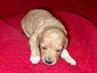 Nancy, a female Miniature Goldendoodle for sale in Broomfield, CO – Photo 1 of 3