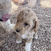 Nancy, a female Miniature Goldendoodle for sale in Broomfield, CO – Photo 3 of 4