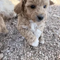 Nancy, a female Miniature Goldendoodle for sale in Broomfield, CO – Photo 4 of 4