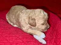 Nancy, a female Miniature Goldendoodle for sale in Broomfield, CO – Photo 3 of 3