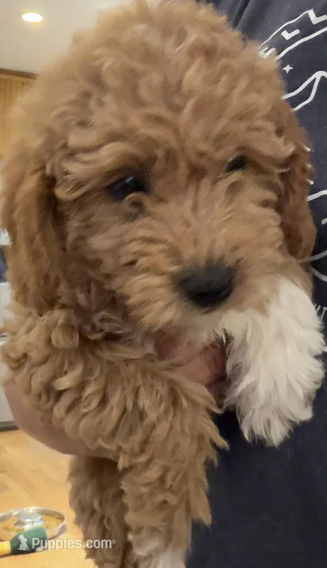 Nancy – Miniature Goldendoodle puppy on hold in Broomfield, CO